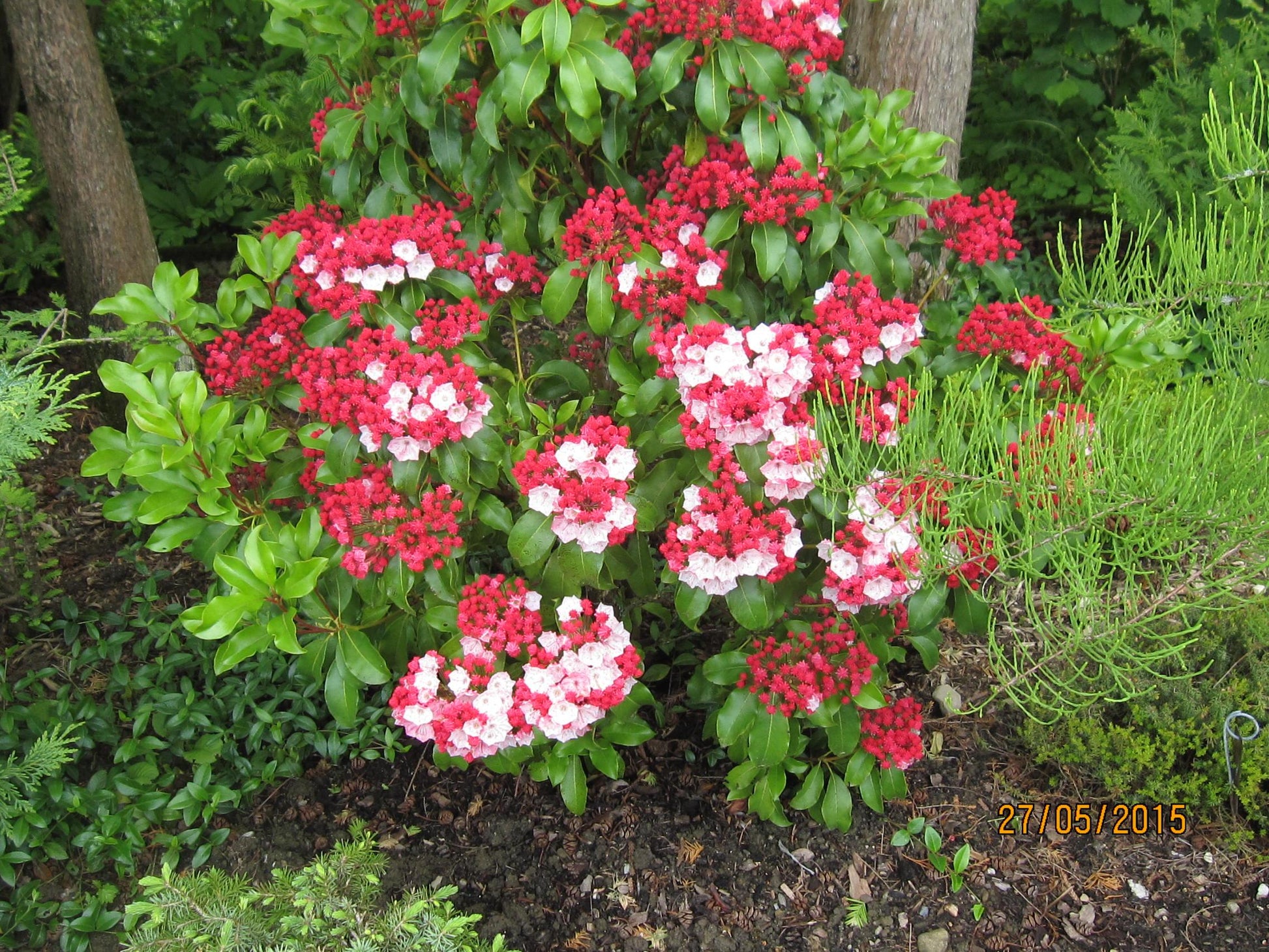 Kalmia Latifolia Carol - View 11 from www redcrocus com