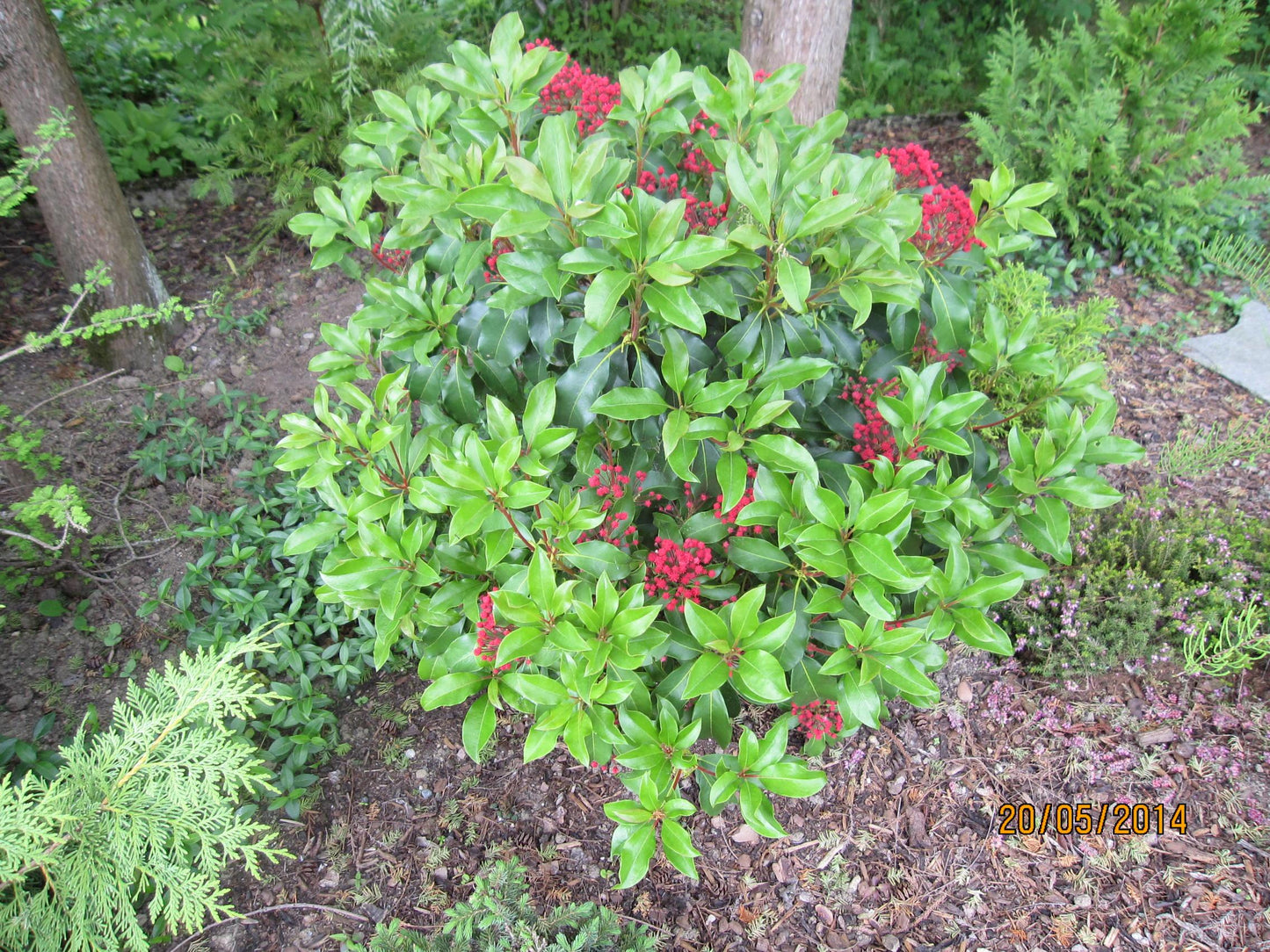 Kalmia Latifolia Carol - View 12 from www redcrocus com