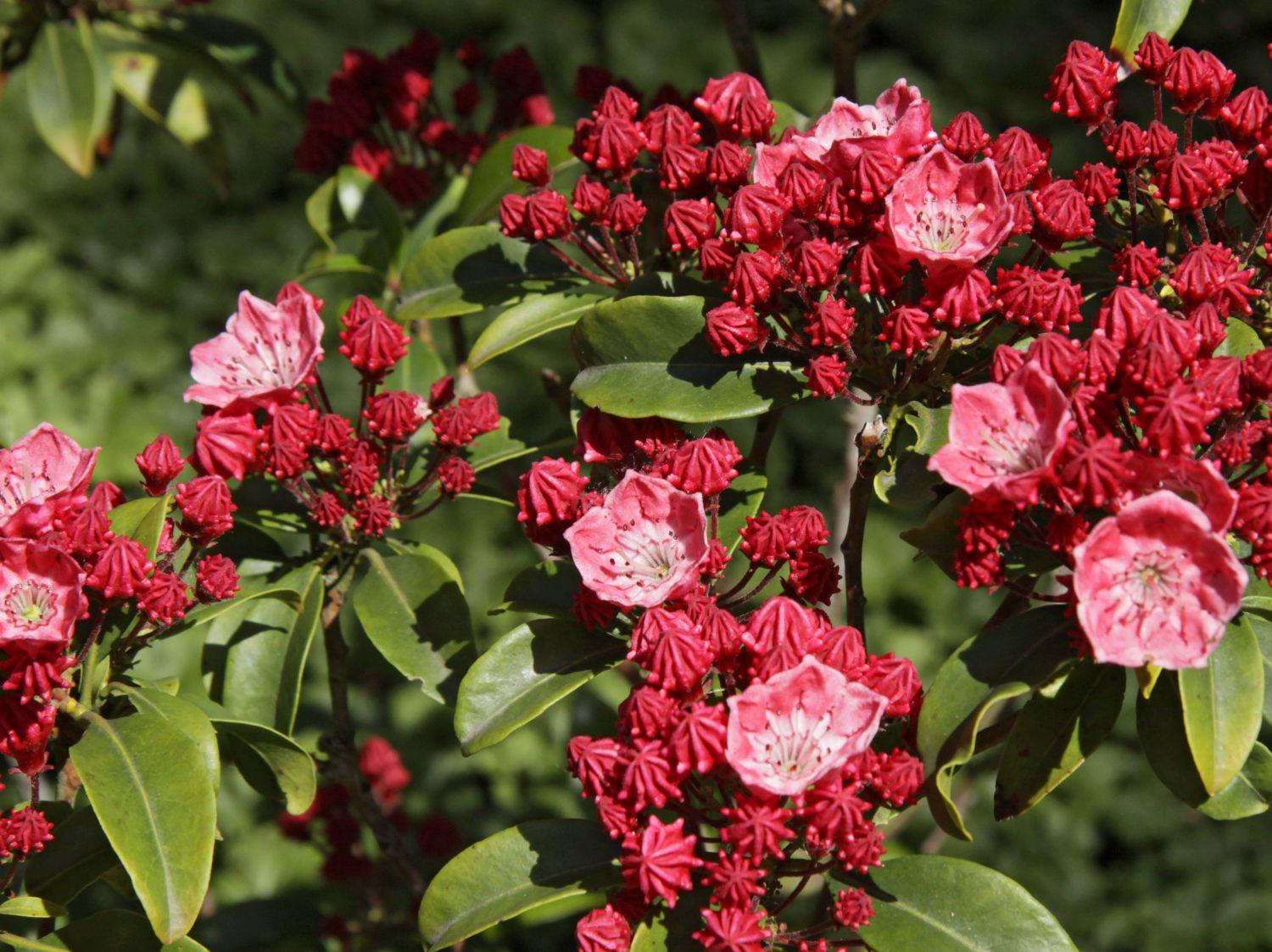 Kalmia Latifolia Carol - View 13 from www redcrocus com