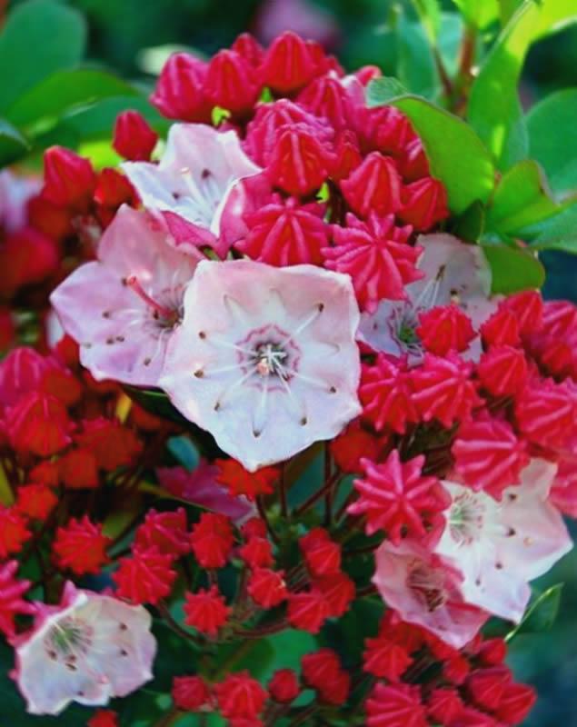 Kalmia Latifolia Carol - View 14 from www redcrocus com
