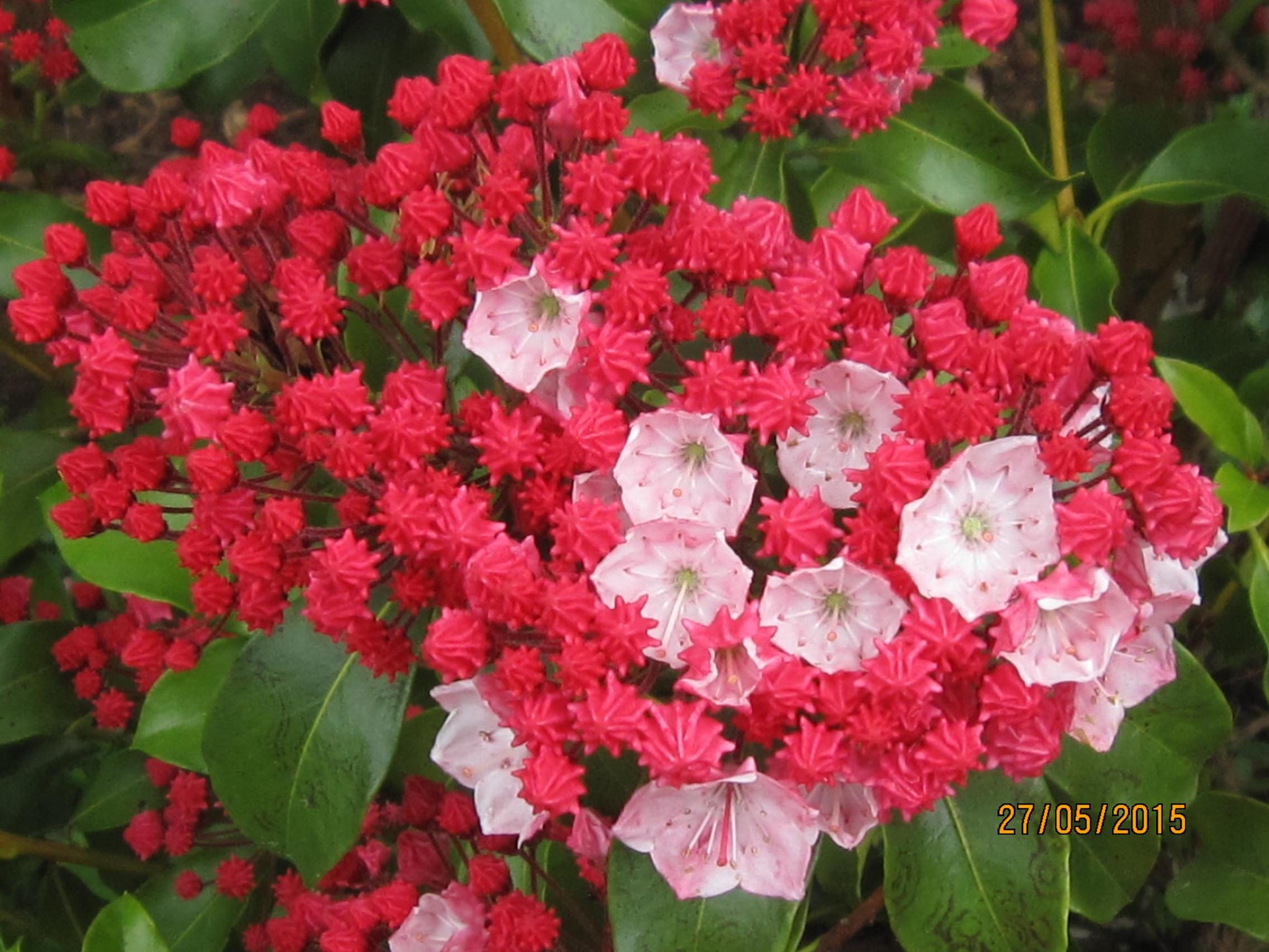 Kalmia Latifolia Carol - View 15 from www redcrocus com