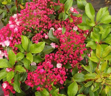 Kalmia Latifolia Carol - View 17 from www redcrocus com