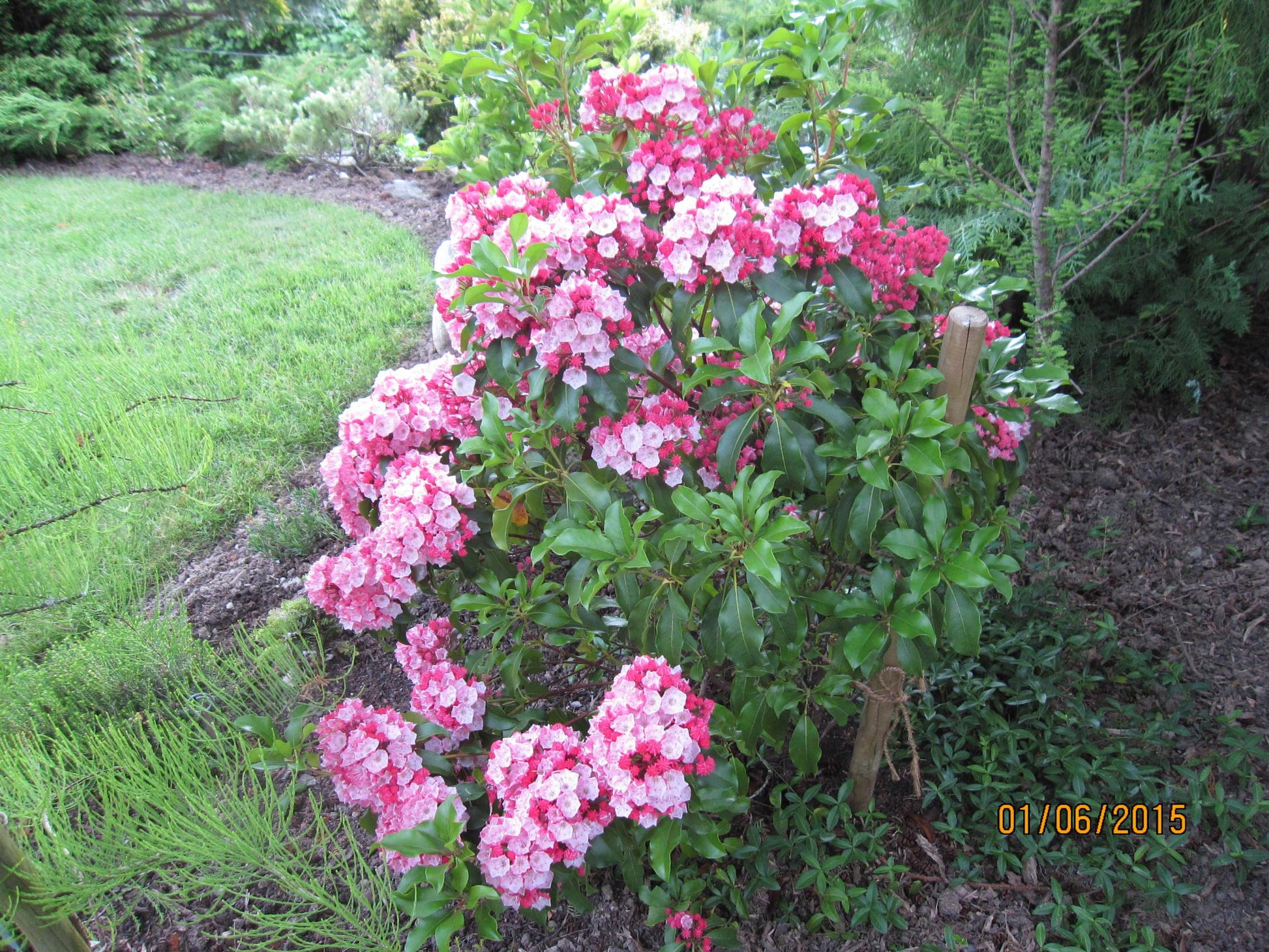Kalmia Latifolia Carol - View 18 from www redcrocus com
