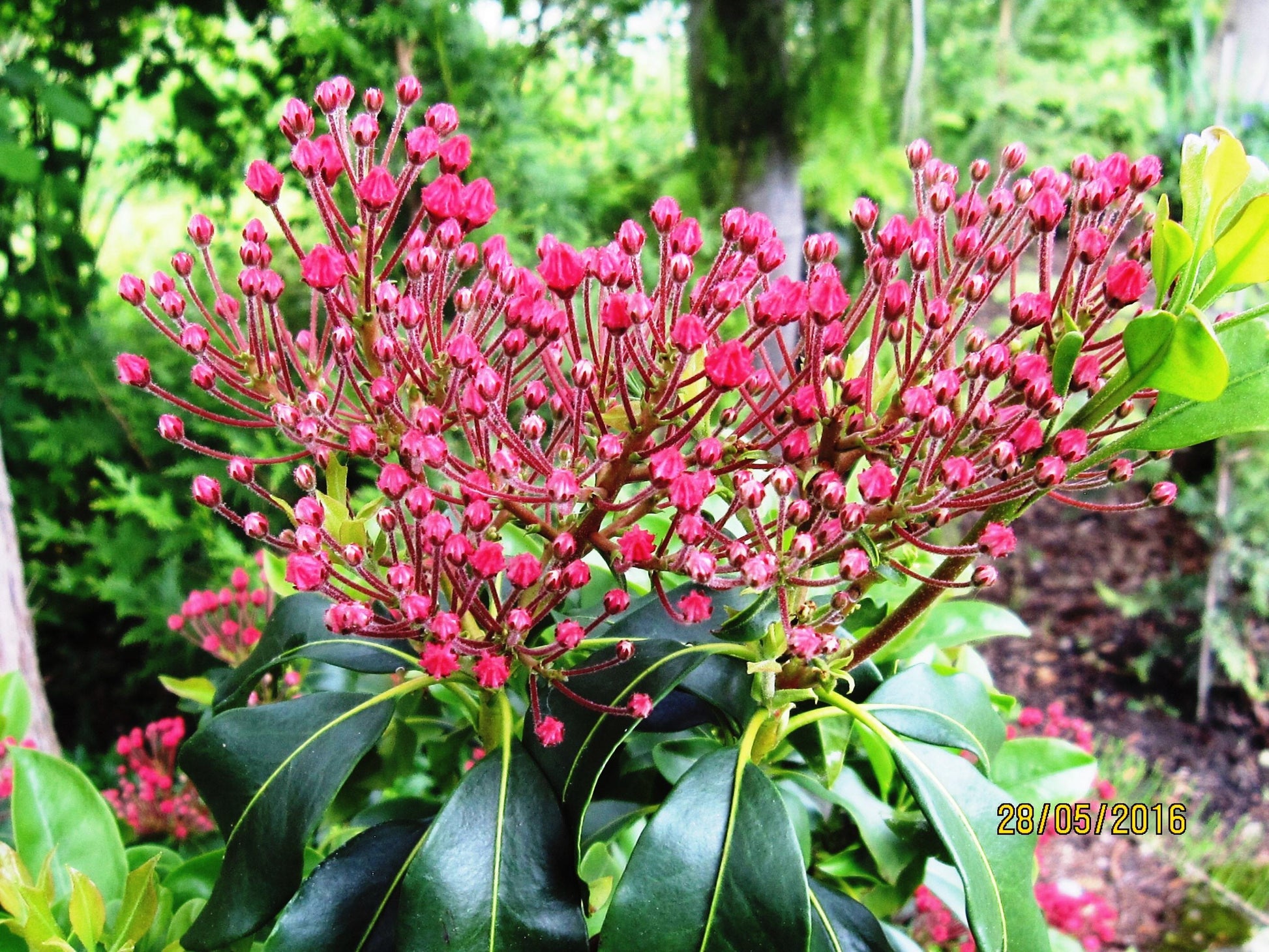 Kalmia Latifolia Carol - View 19 from www redcrocus com