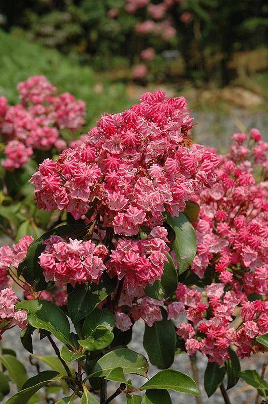 Kalmia Latifolia Carol - View 1 from www redcrocus com