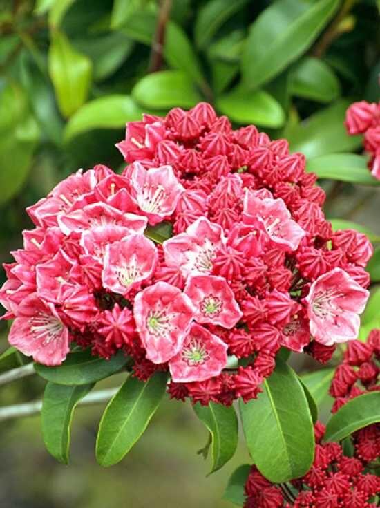 Kalmia Latifolia Carol - View 20 from www redcrocus com
