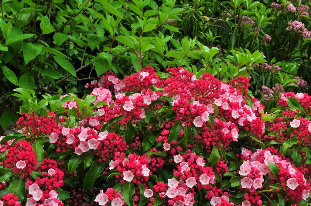 Kalmia Latifolia Carol - View 2 from www redcrocus com