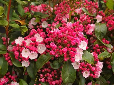 Kalmia Latifolia Carol - View 3 from www redcrocus com