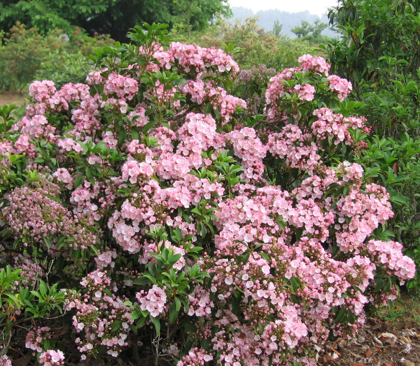 Kalmia Latifolia Carol - View 4 from www redcrocus com