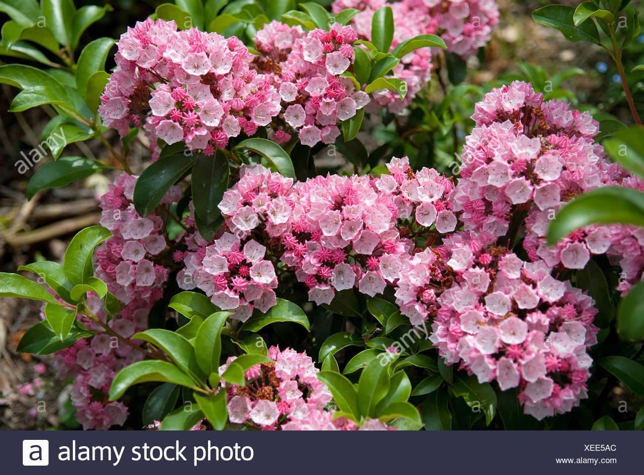 Kalmia Latifolia Carol - View 5 from www redcrocus com