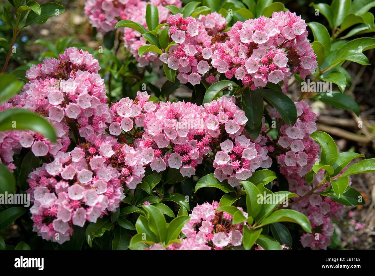 Kalmia Latifolia Carol - View 6 from www redcrocus com