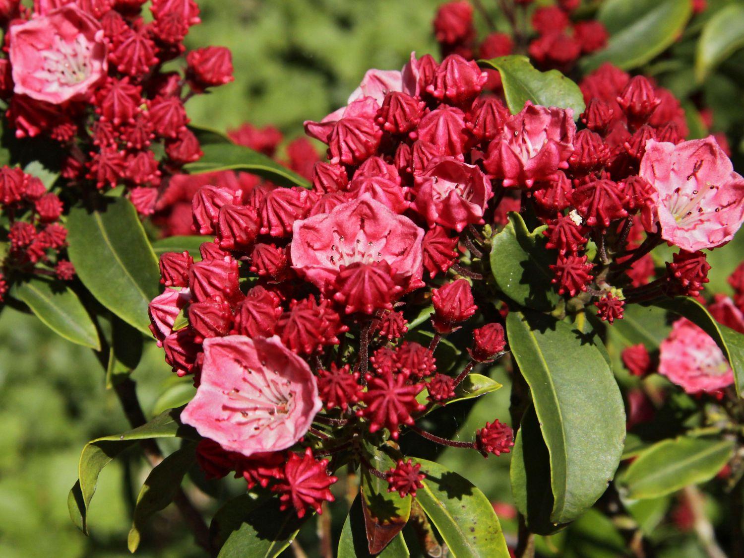 Kalmia Latifolia Carol - View 7 from www redcrocus com