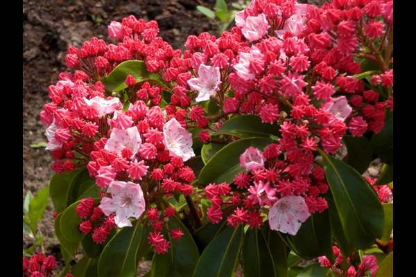 Kalmia Latifolia Carol - View 8 from www redcrocus com
