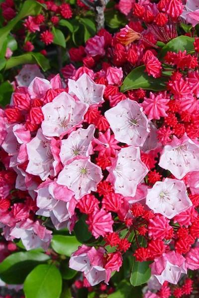 Kalmia Latifolia Carol - View 9 from www redcrocus com