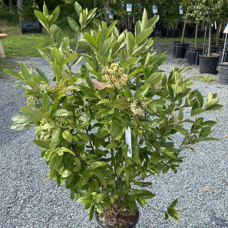 Viburnum Nudum Winterthur - View 10 from www redcrocus com