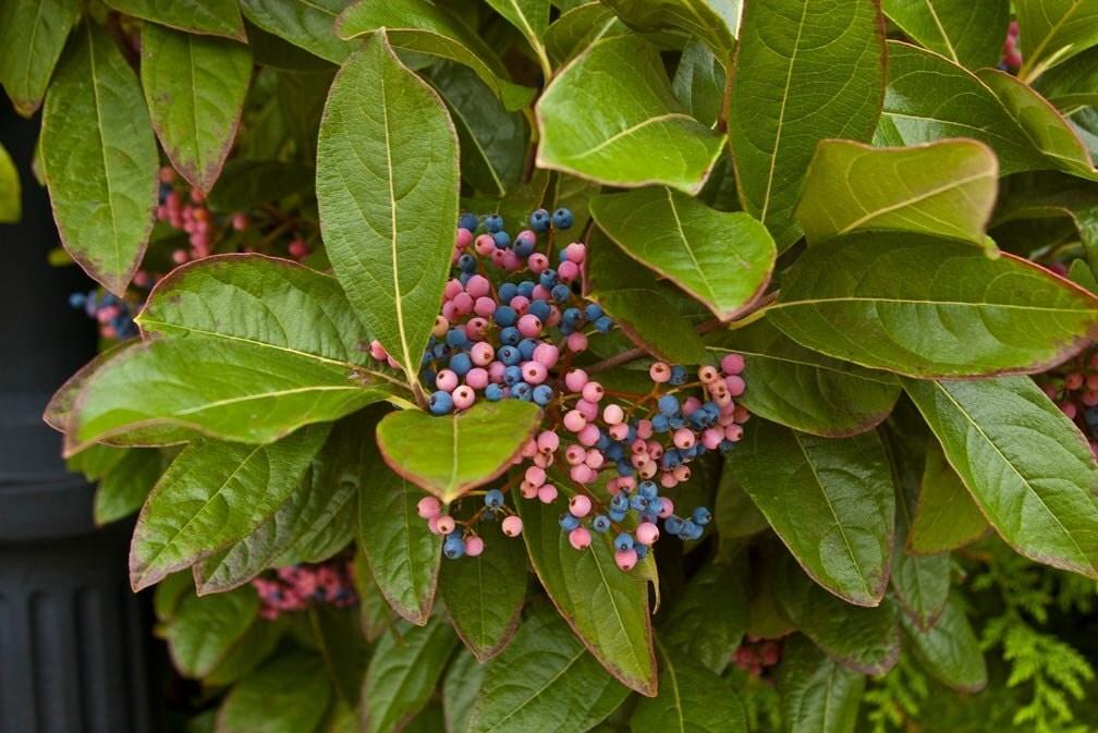 Viburnum Nudum Winterthur - View 11 from www redcrocus com