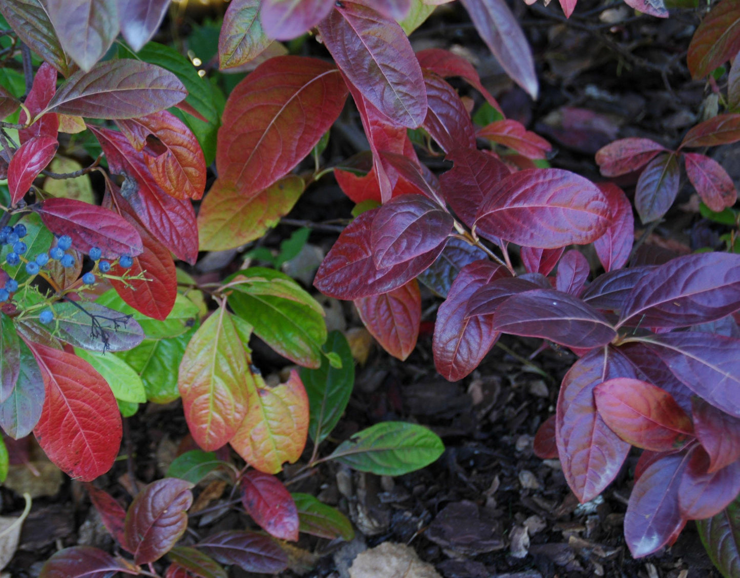 Viburnum Nudum Winterthur - View 12 from www redcrocus com