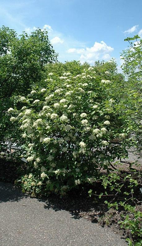 Viburnum Nudum Winterthur - View 16 from www redcrocus com