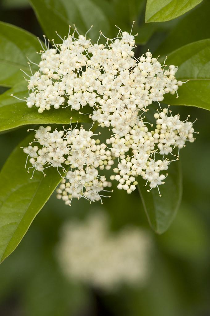 Viburnum Nudum Winterthur - View 20 from www redcrocus com