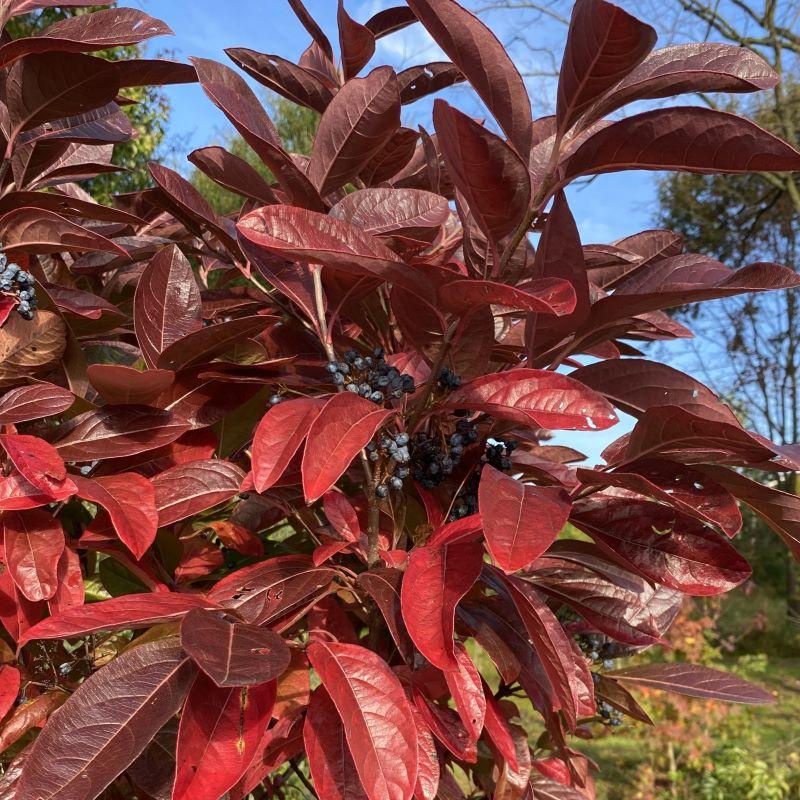 Viburnum Nudum Winterthur - View 2 from www redcrocus com