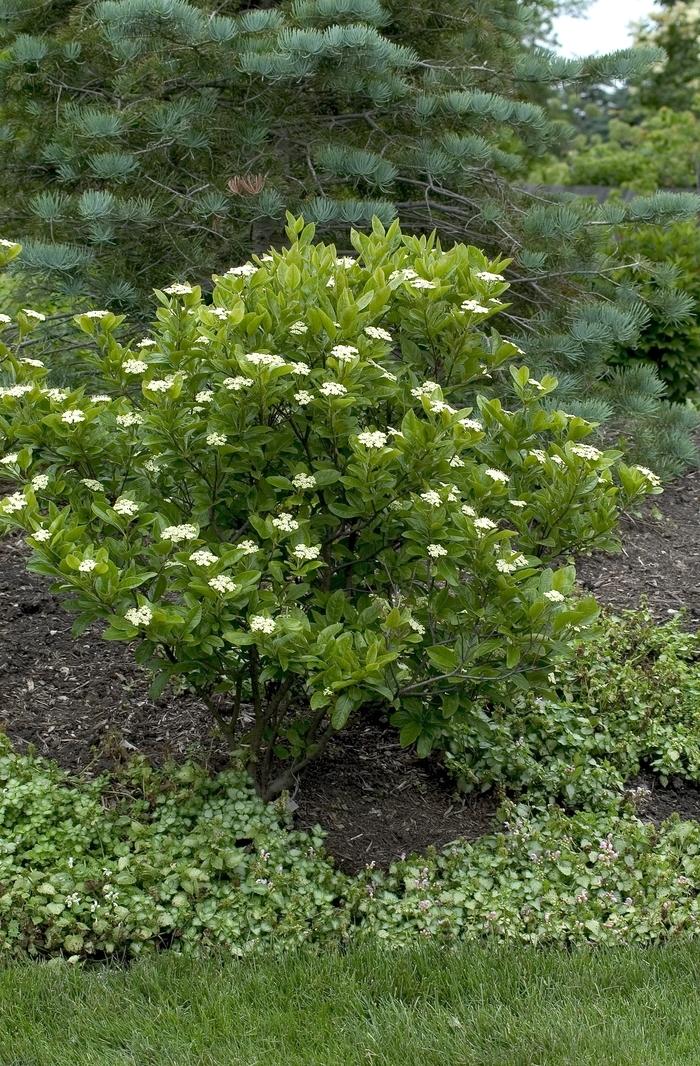 Viburnum Nudum Winterthur - View 3 from www redcrocus com