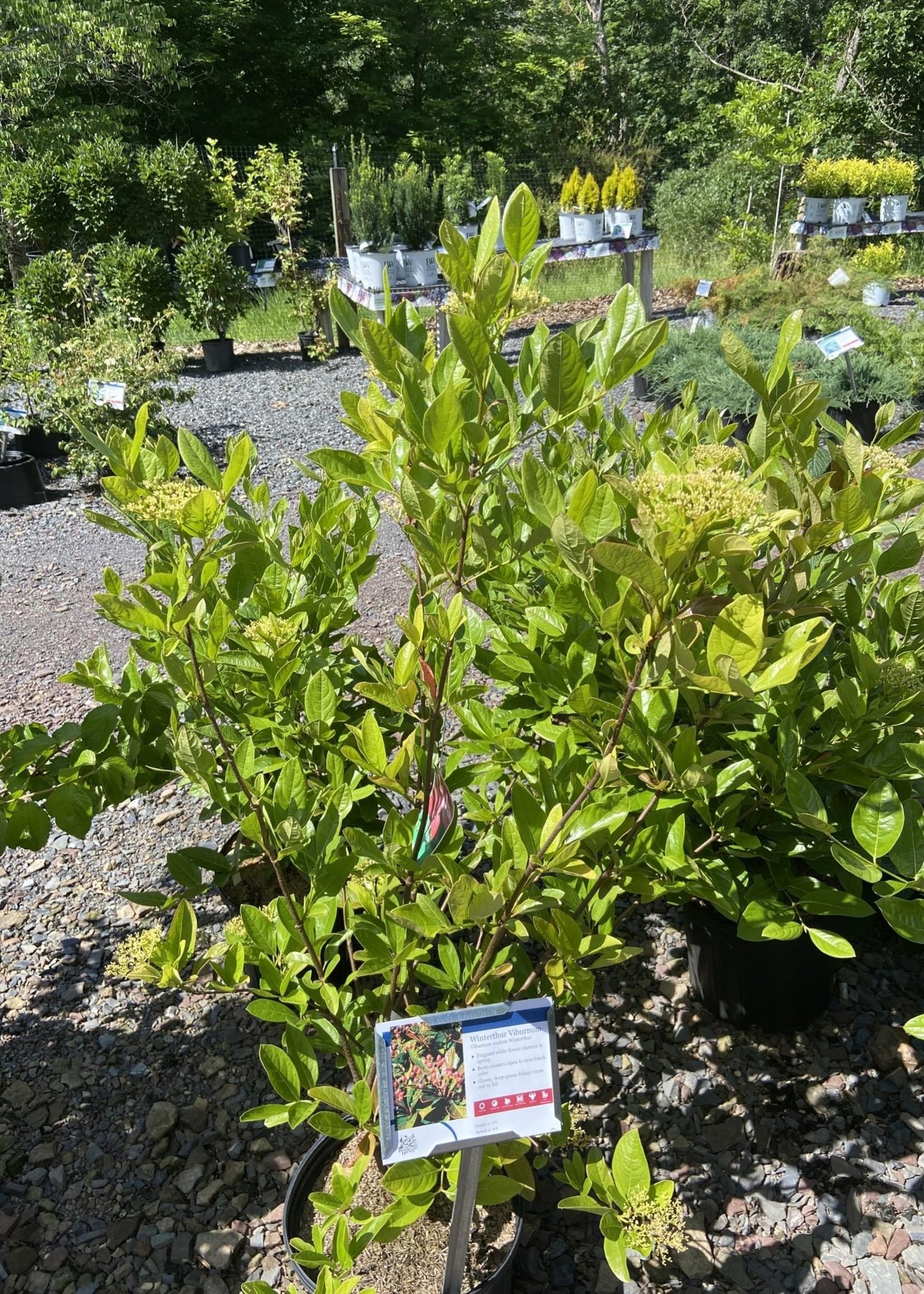 Viburnum Nudum Winterthur - View 6 from www redcrocus com