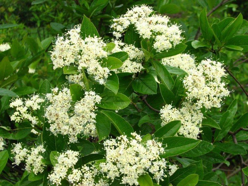 Viburnum Nudum Winterthur - View 7 from www redcrocus com