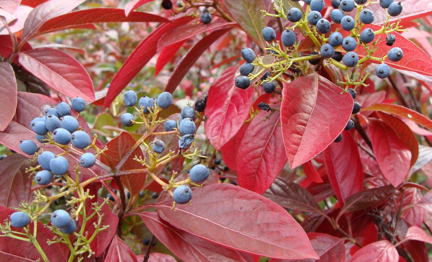 Viburnum Nudum 'winterthur' - View 20 from www redcrocus com