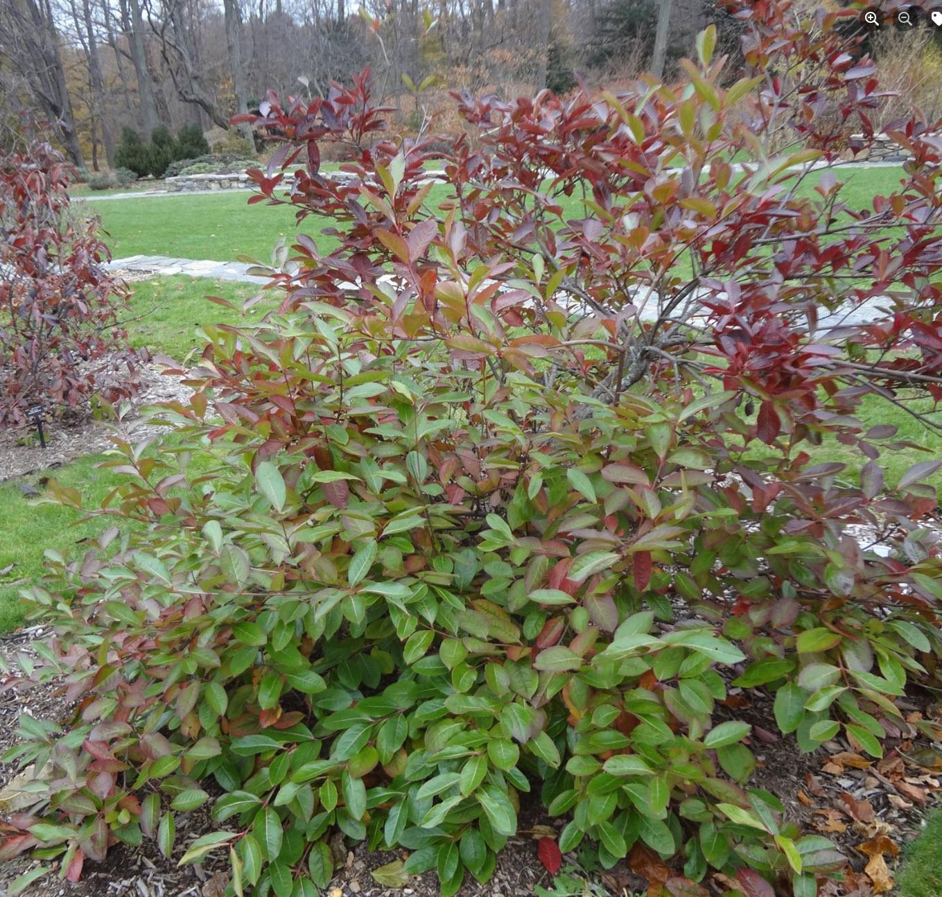 Viburnum Nudum 'winterthur' - View 2 from www redcrocus com