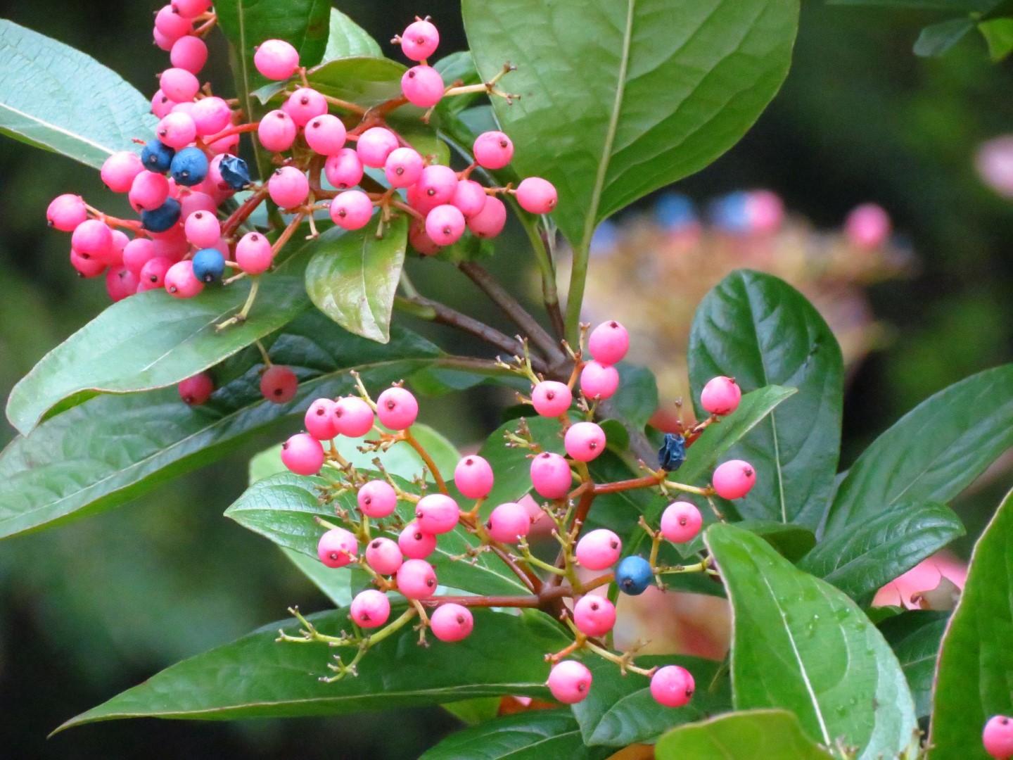 Viburnum Nudum 'winterthur' - View 33 from www redcrocus com