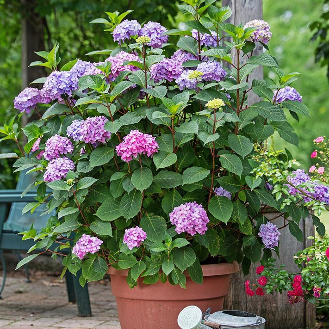Hydrangea Macrophylla Endless Summer - View 18 from www redcrocus com