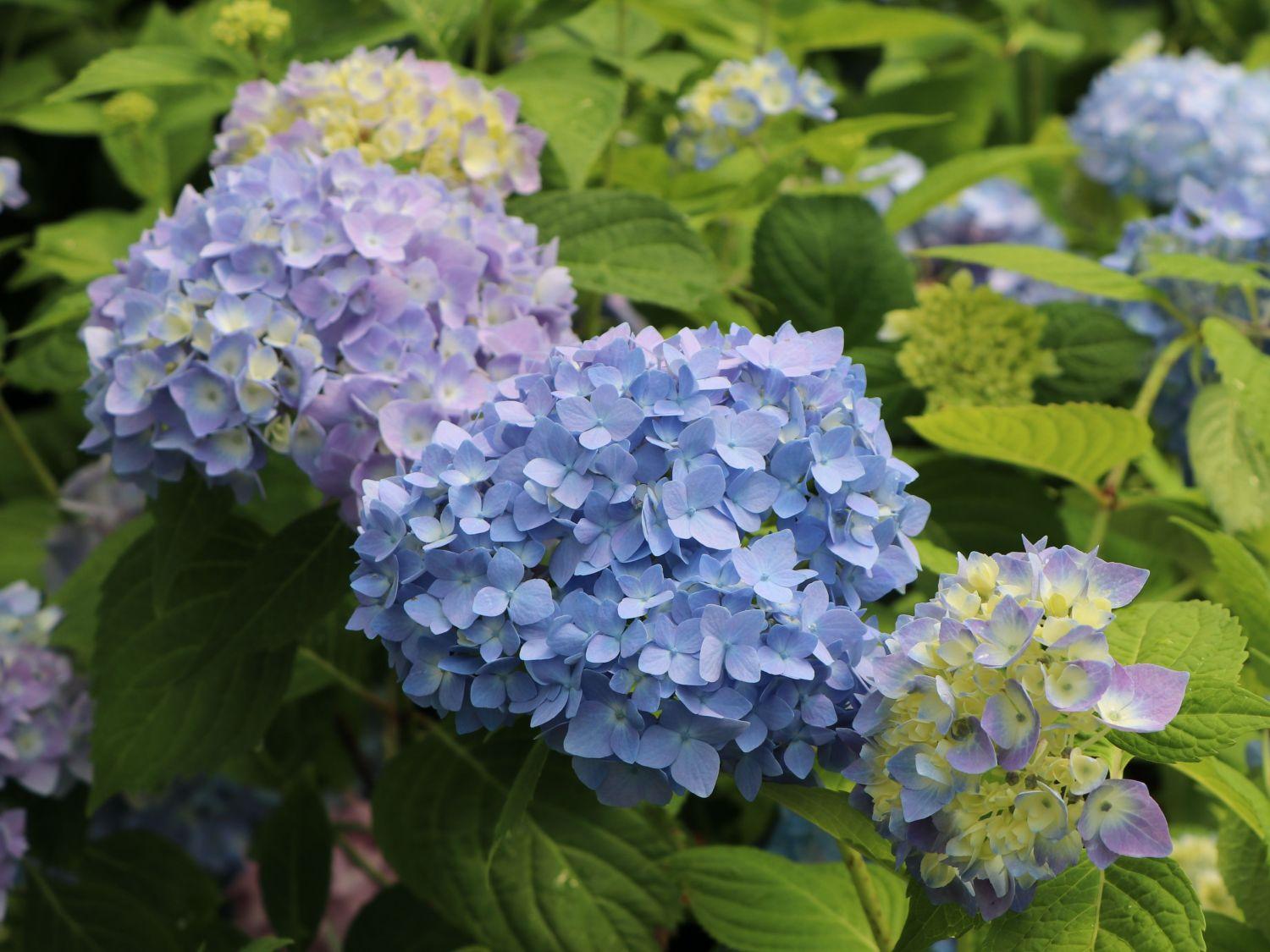 Hydrangea Macrophylla Endless Summer - View 19 from www redcrocus com