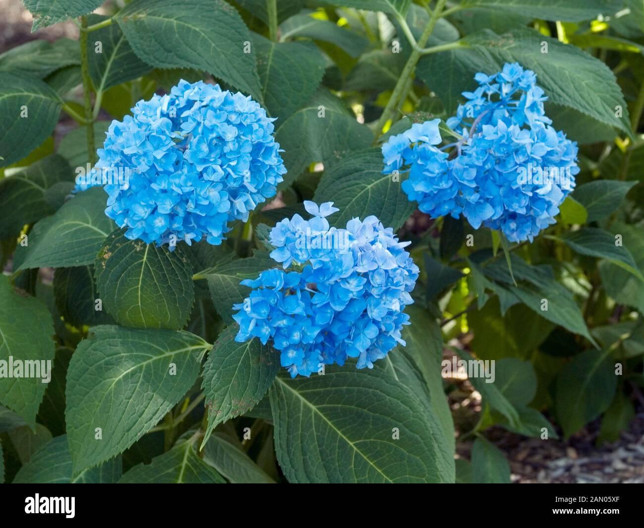 Hydrangea Macrophylla Endless Summer - View 20 from www redcrocus com