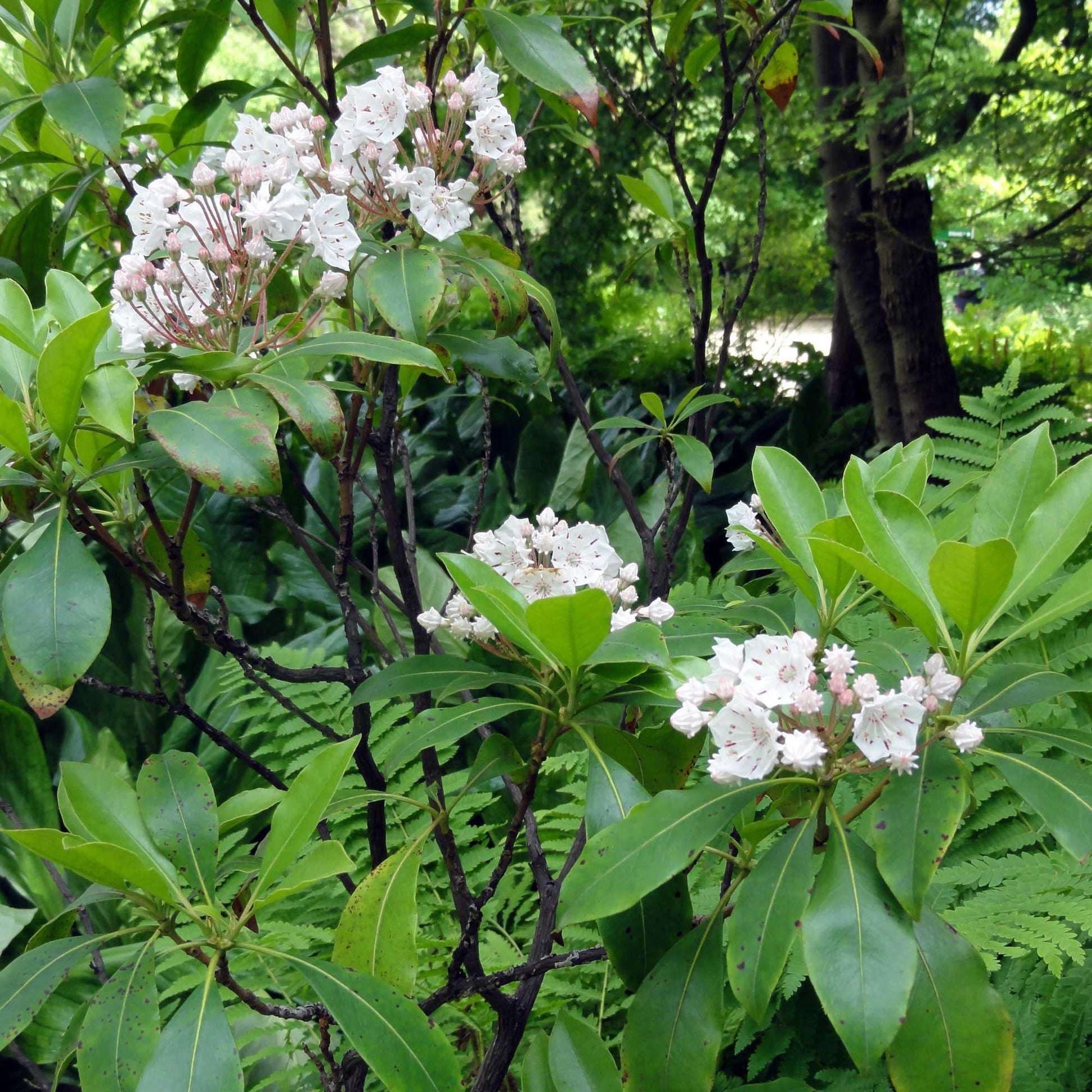 Kalmia Latifolia - View 18 from www redcrocus com
