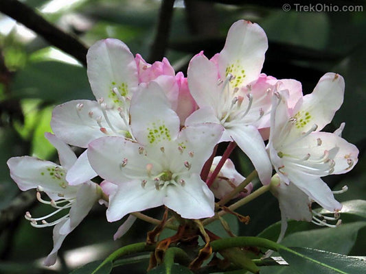 Rhododendron Maximum - View 10 from www redcrocus com