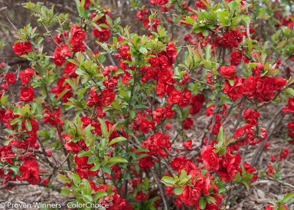 Chaenomeles Speciosa Double Take Scarlet - View 3 from www redcrocus com