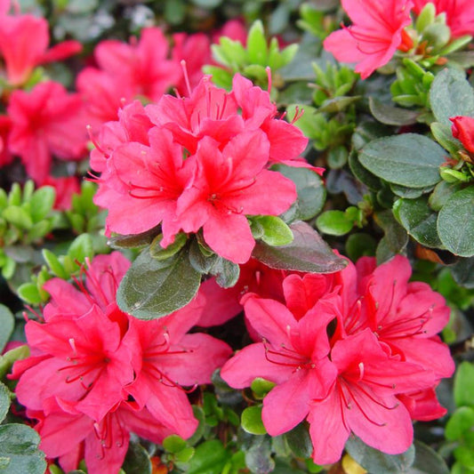 Azalea Hino Crimson - View 1 from www redcrocus com