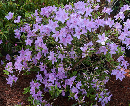 Azalea Poukhanense - View 10 from www redcrocus com