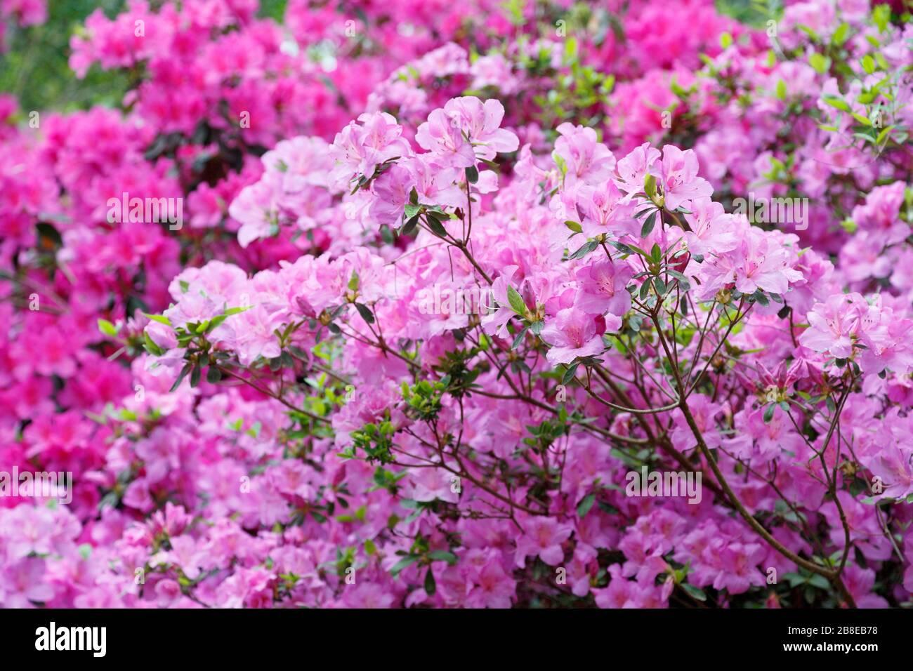 Azalea Poukhanense - View 13 from www redcrocus com