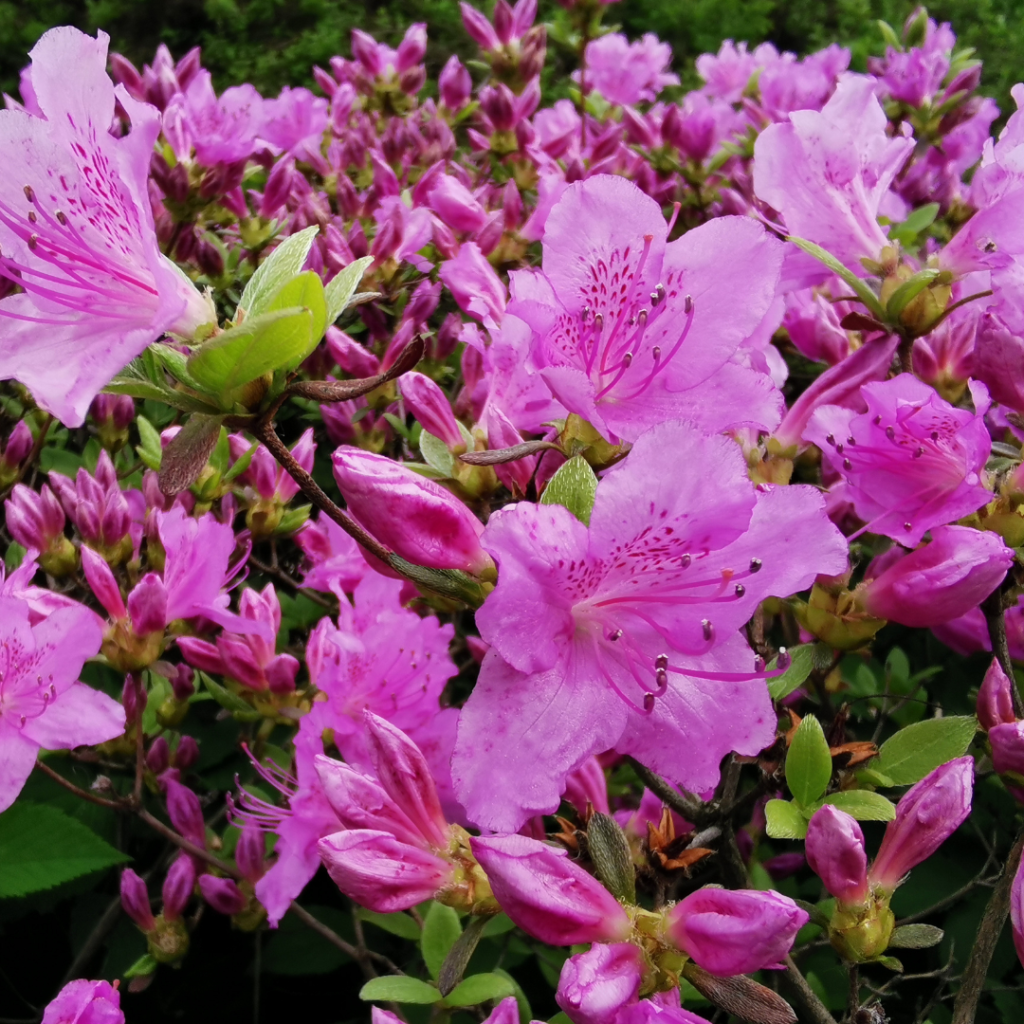 Azalea Poukhanense - View 14 from www redcrocus com