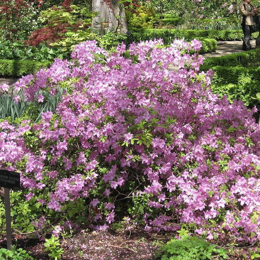 Azalea Poukhanense - View 1 from www redcrocus com