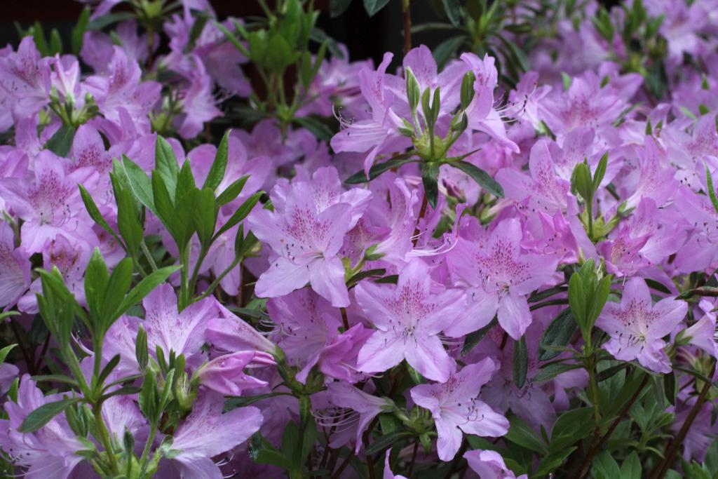 Azalea Poukhanense - View 5 from www redcrocus com