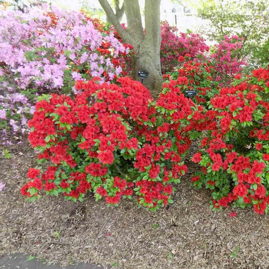 Azalea Girard S Hot Shot - View 1 from www redcrocus com