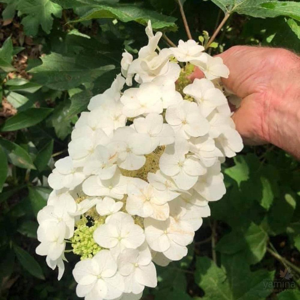 Hydrangea Quercifolia Pee Wee - View 11 from www redcrocus com