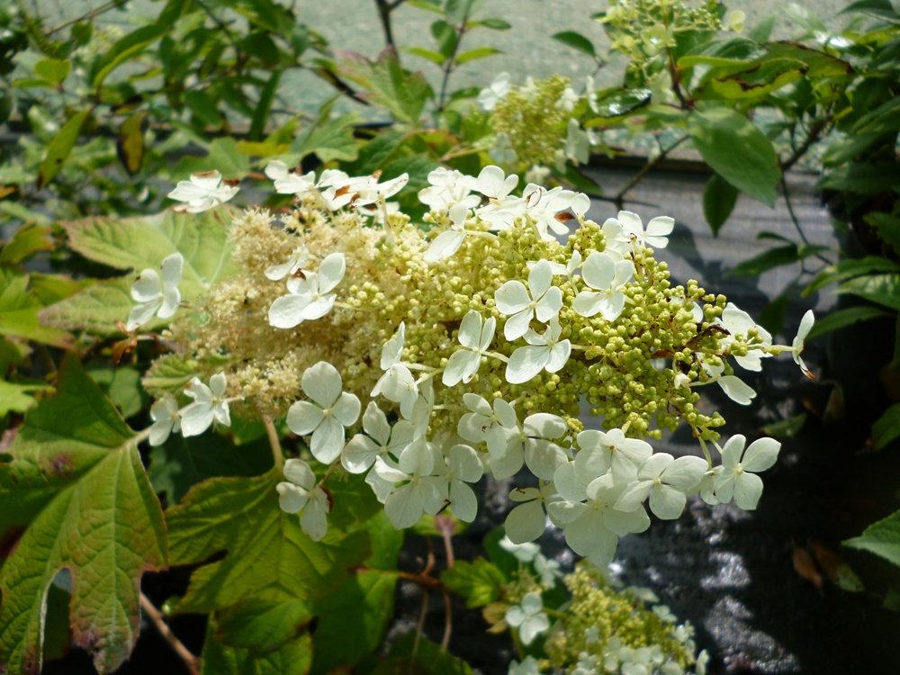 Hydrangea Quercifolia Pee Wee - View 13 from www redcrocus com