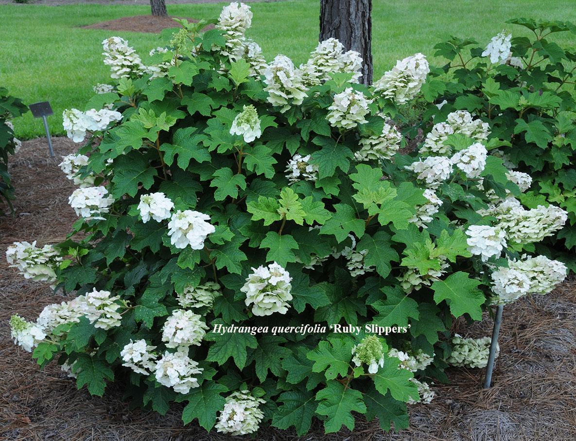 Hydrangea Quercifolia Pee Wee - View 2 from www redcrocus com