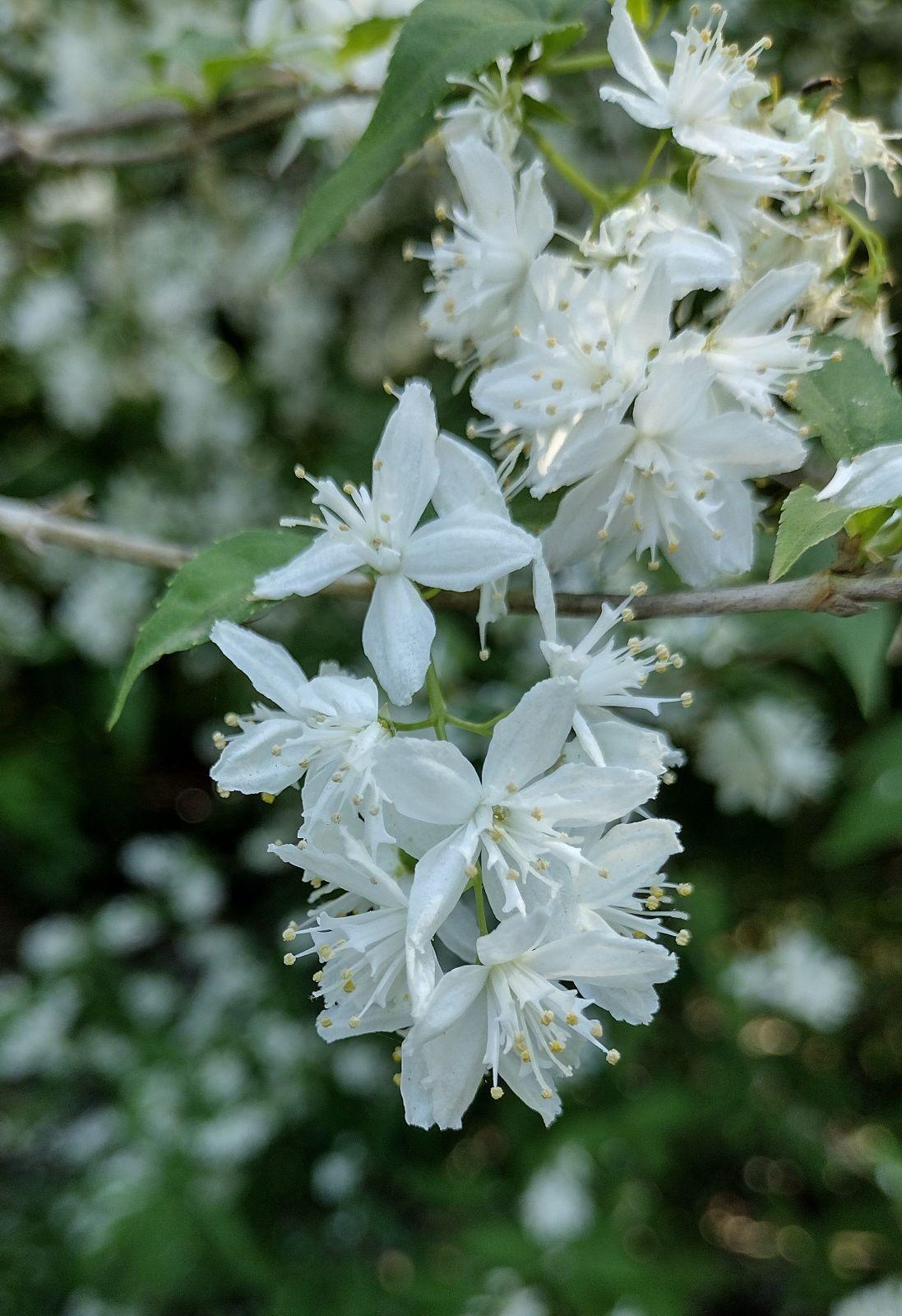 Deutzia Gracilis - View 11 from www redcrocus com