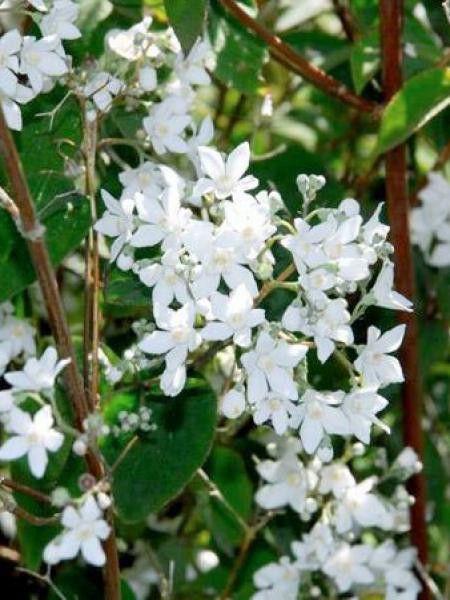 Deutzia Gracilis - View 14 from www redcrocus com