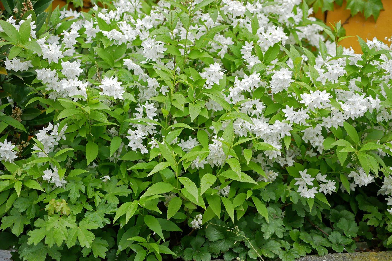 Deutzia Gracilis - View 18 from www redcrocus com