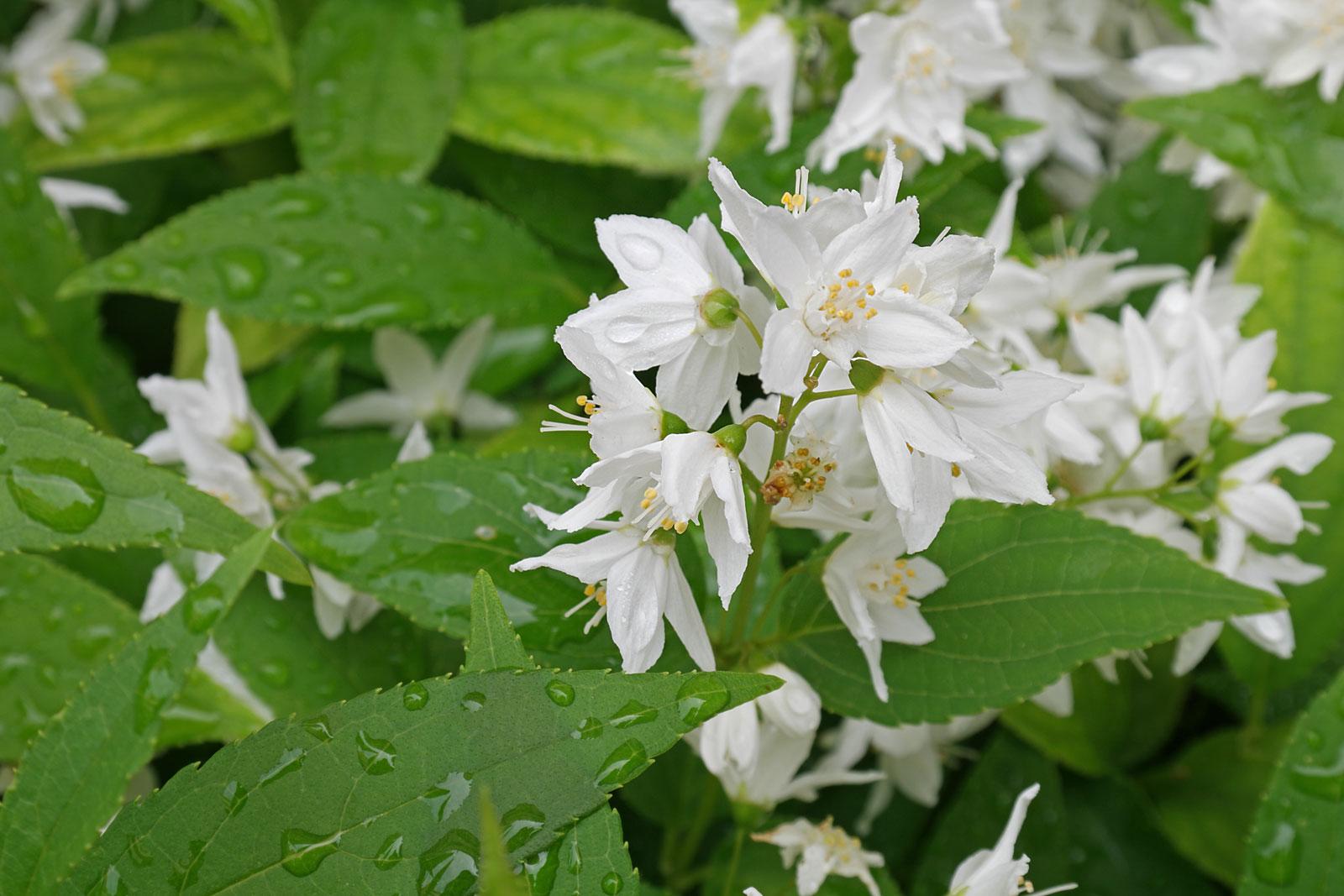 Deutzia Gracilis - View 1 from www redcrocus com